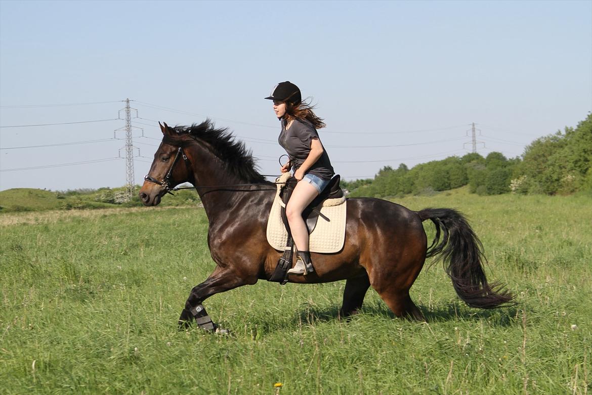 Dansk Varmblod Lillegård's Romario billede 10