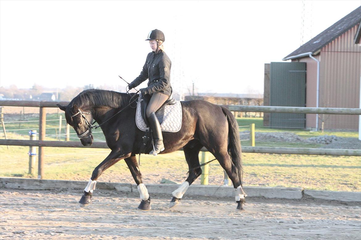 Trakehner Ozzy Kirial billede 6