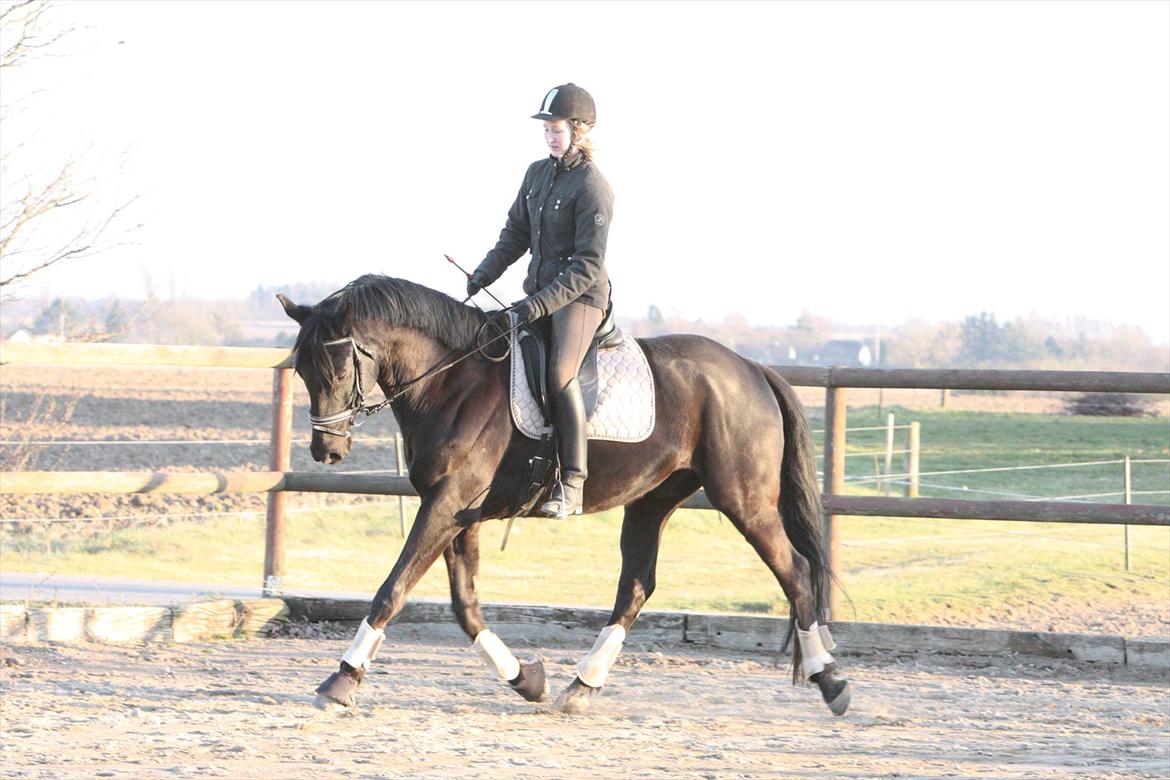 Trakehner Ozzy Kirial billede 7
