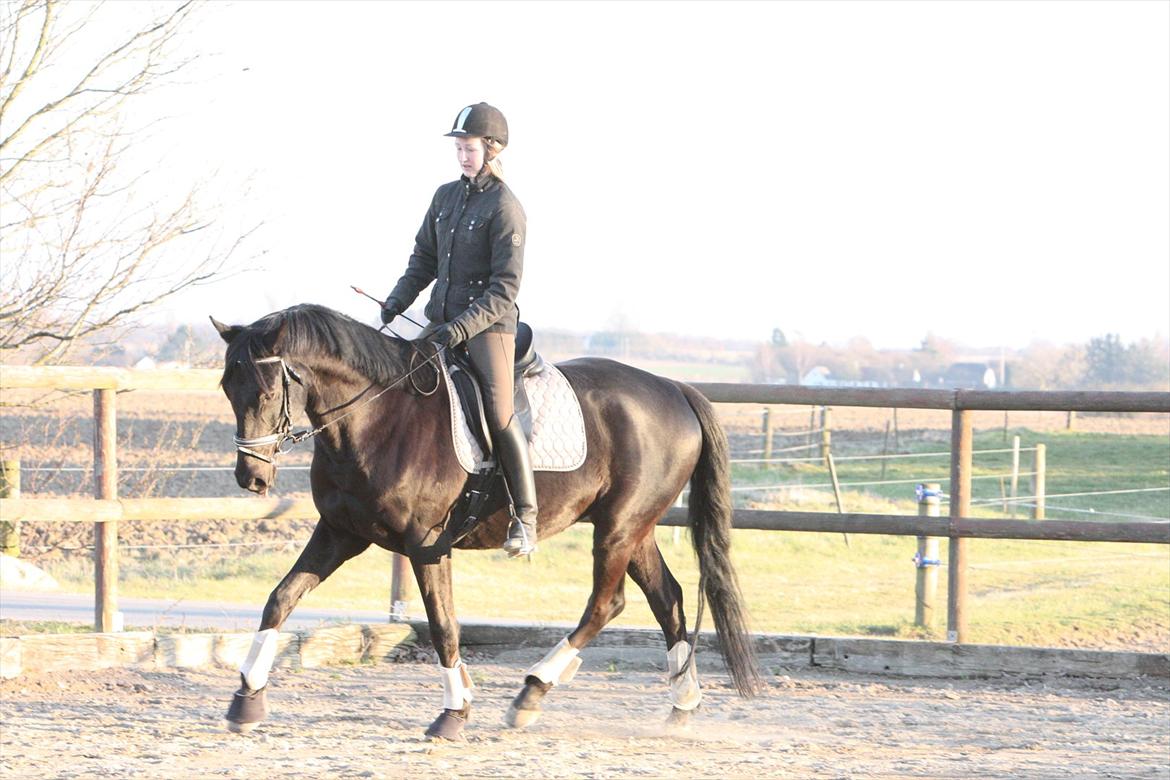 Trakehner Ozzy Kirial billede 8