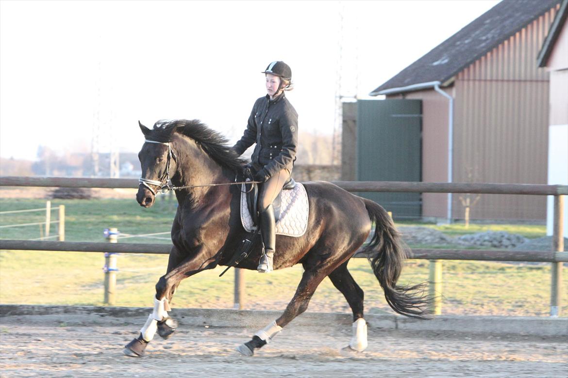 Trakehner Ozzy Kirial billede 9