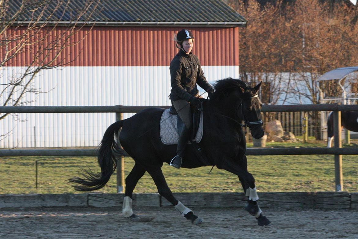 Trakehner Ozzy Kirial billede 10
