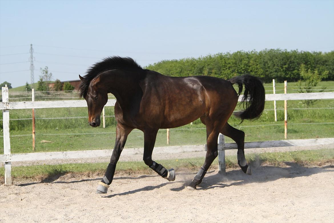 Dansk Varmblod Lillegård's Romario billede 19