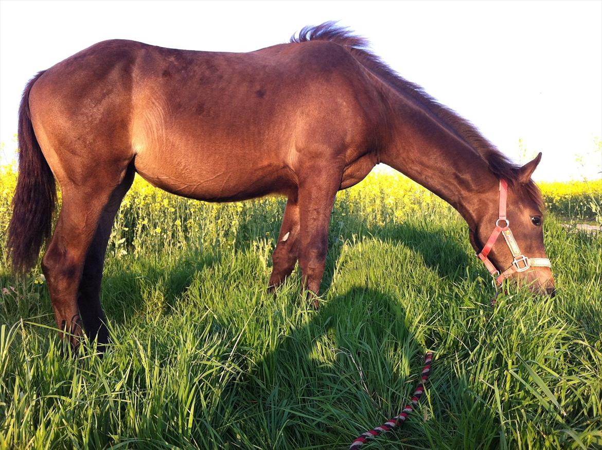 Anden særlig race Egebæks Bailey <3 billede 10