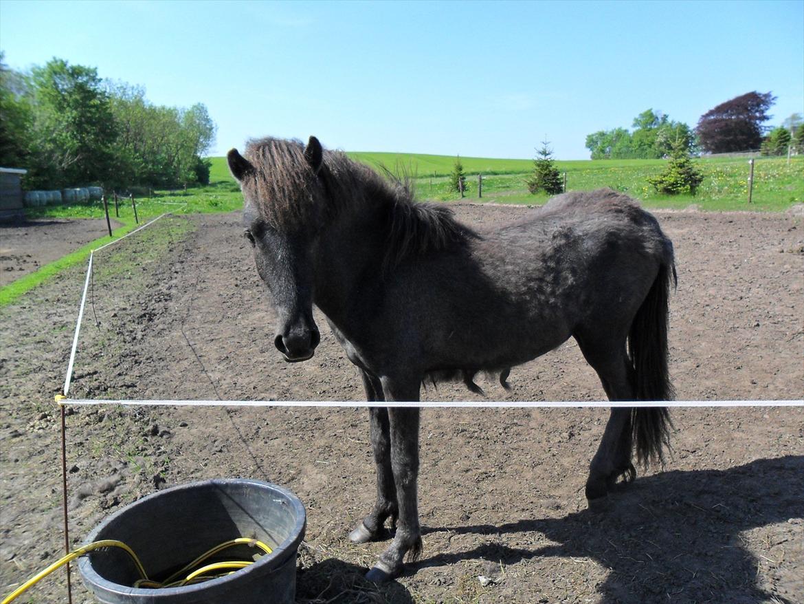 Islænder Sjóli | Min bedsteven<3 |  - Nyder det gode vejr ♥ billede 1