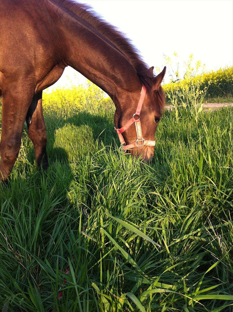 Anden særlig race Egebæks Bailey <3 billede 11