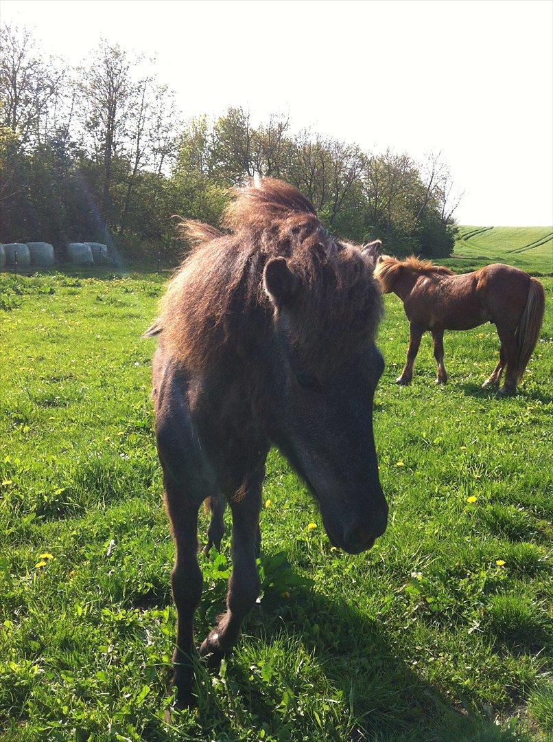 Islænder Sjóli | Min bedsteven<3 |  billede 5