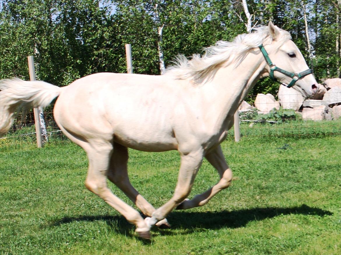 Anden særlig race Lando Blue SOLGT - Lando Blue d. 24. maj 2012 billede 17