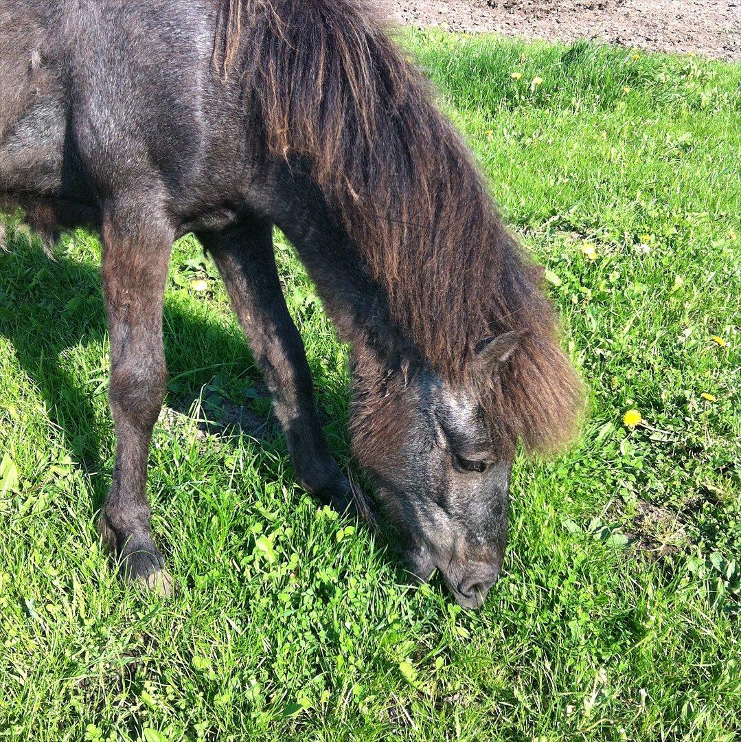 Islænder Sjóli | Min bedsteven<3 |  billede 3