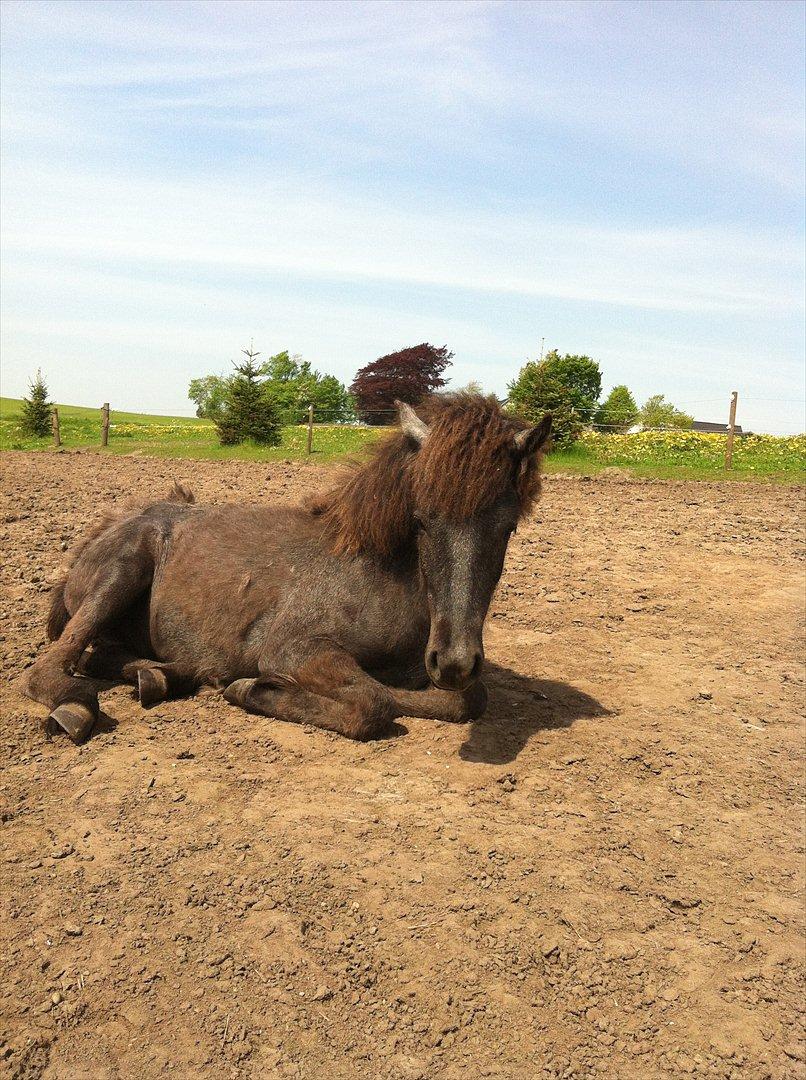 Islænder Sjóli | Min bedsteven<3 |  billede 2