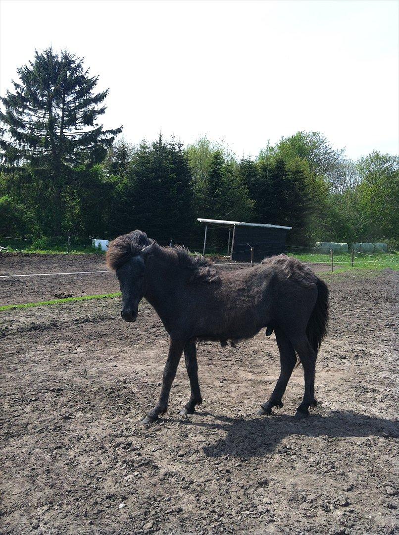 Islænder Sjóli | Min bedsteven<3 |  billede 8