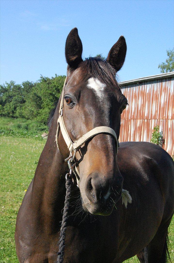 Dansk Varmblod Le-Meilleur (Lør) <3 PART <3 - Fine Lør efter undervisning billede 1