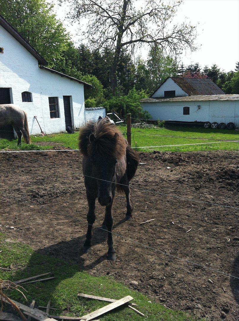 Islænder Sjóli | Min bedsteven<3 |  billede 6