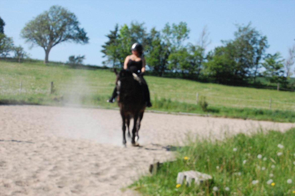 Dansk Varmblod Le-Meilleur (Lør) <3 PART <3 - Allerførste undervisningstime . 4. gang jeg rider Lør billede 2