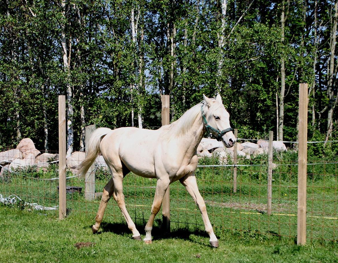 Anden særlig race Lando Blue SOLGT - Her ige d. 24 maj 2012, så skøn :-) billede 18