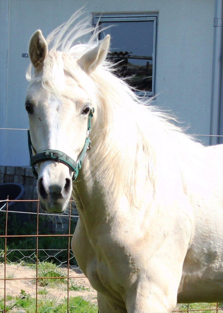 Anden særlig race Lando Blue SOLGT - Super skøn 24. maj 2012 billede 19
