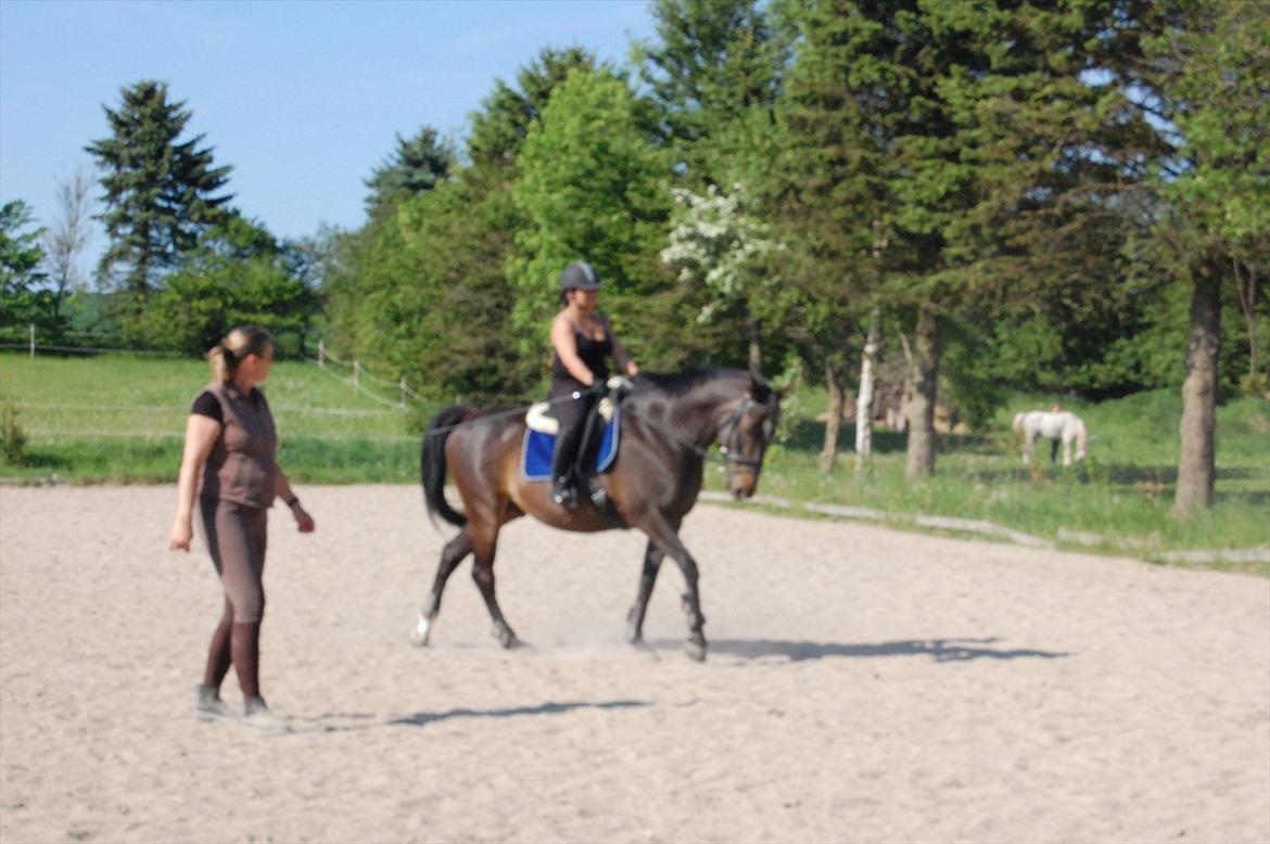 Dansk Varmblod Le-Meilleur (Lør) <3 PART <3 - Allerførste undervisningstime . 4. gang jeg rider Lør billede 3