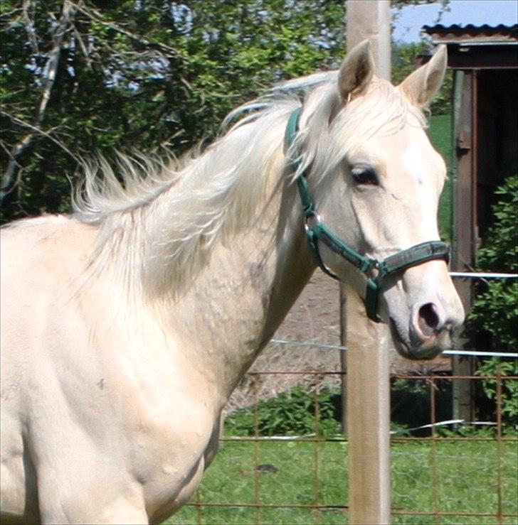 Anden særlig race Lando Blue SOLGT - Skønne Lando, bemærk den mørkeplet på hans hals ! Det er sort pels. 24 maj. 2012 billede 20