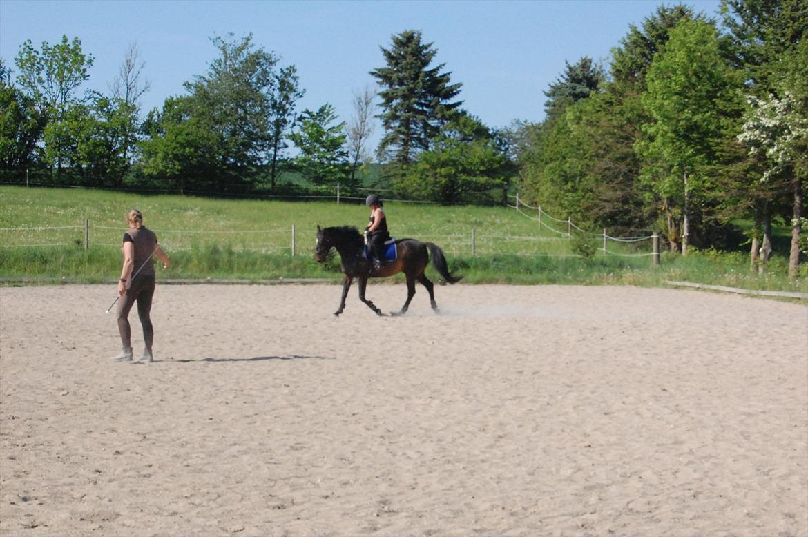 Dansk Varmblod Le-Meilleur (Lør) <3 PART <3 - Allerførste undervisningstime . 4. gang jeg rider Lør billede 5