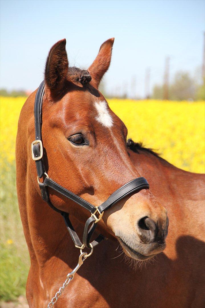 New Forest Dano-gårdens Ice Cube - Verdens bedste pony <3 billede 4