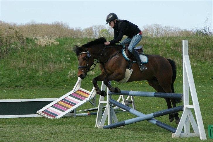 New Forest Enggårdens Conrad billede 14