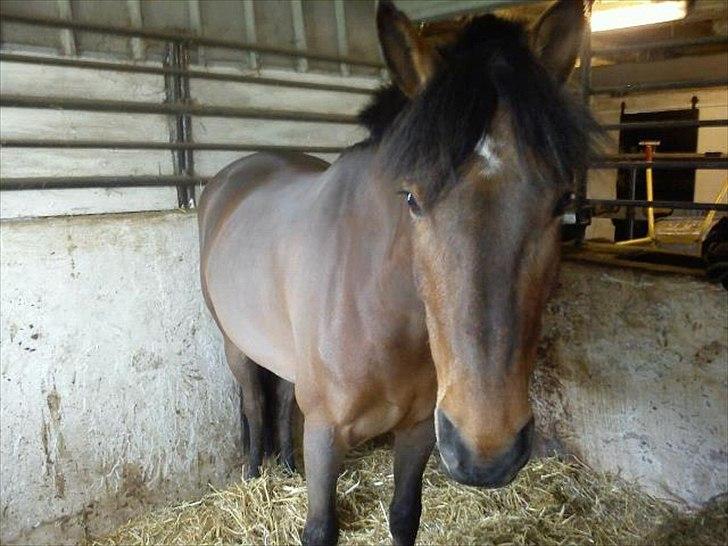 New Forest Enggårdens Conrad billede 15