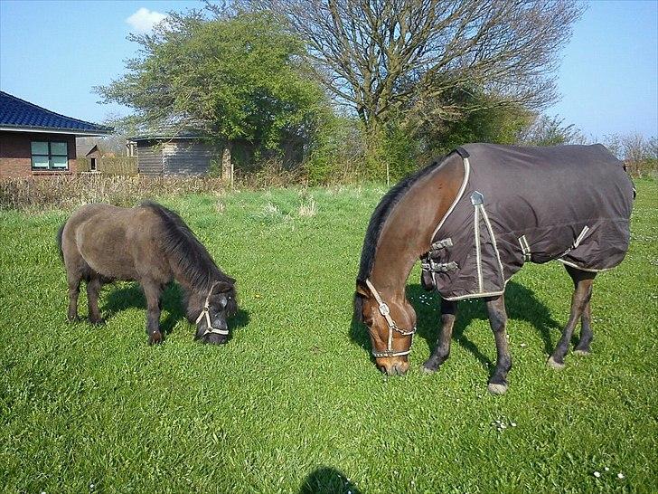 New Forest Enggårdens Conrad billede 16