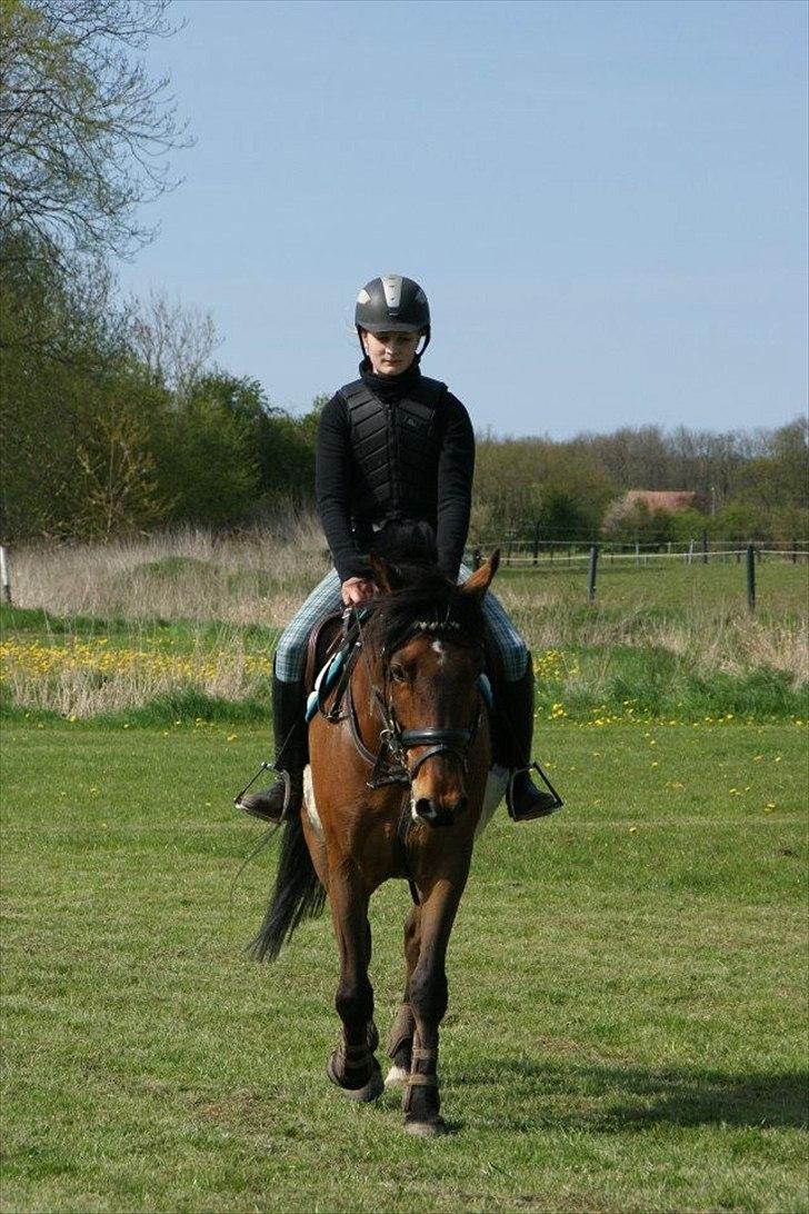 New Forest Enggårdens Conrad billede 17