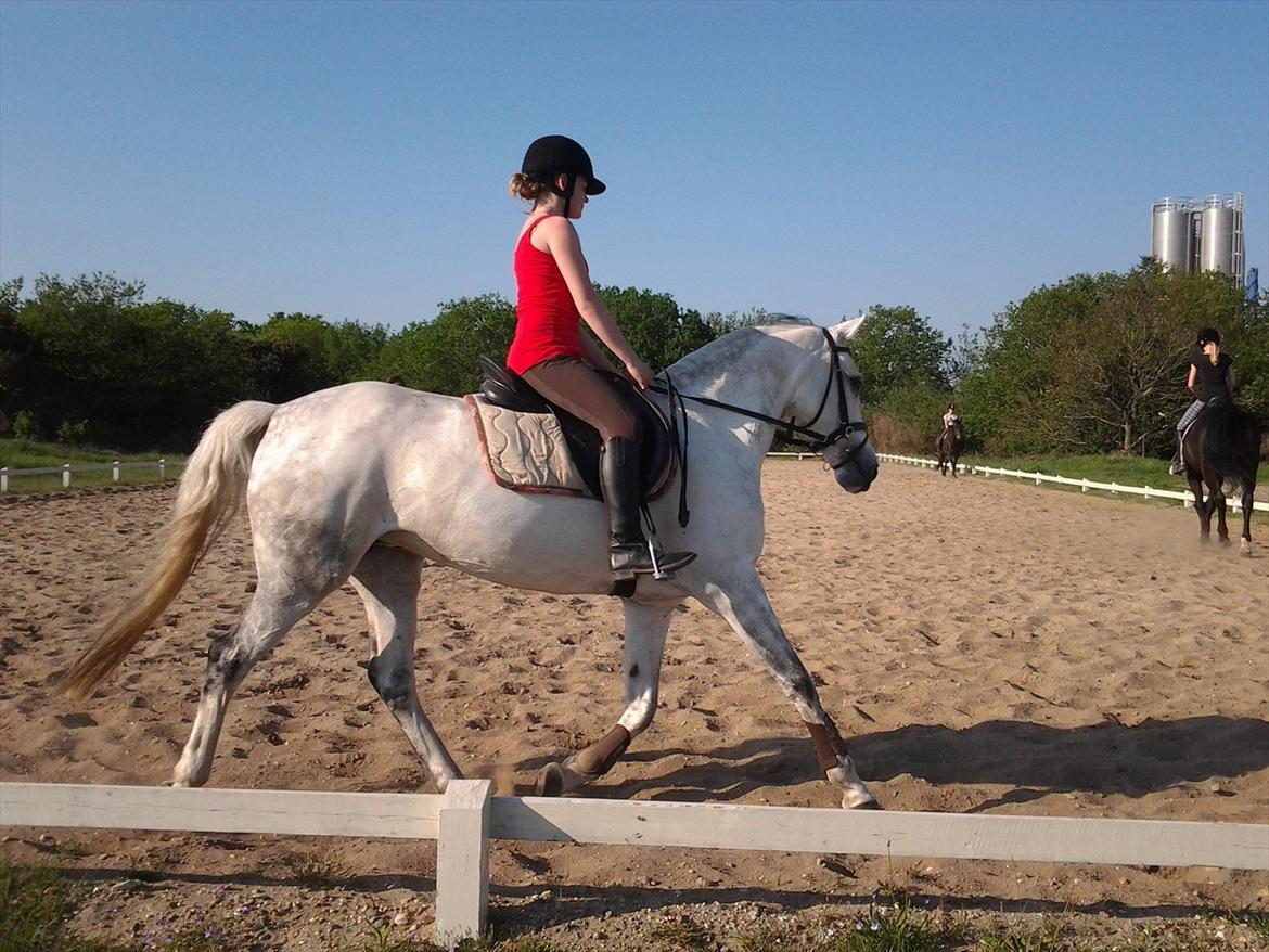 Hollandsk Sportspony V.P. Hestia billede 11