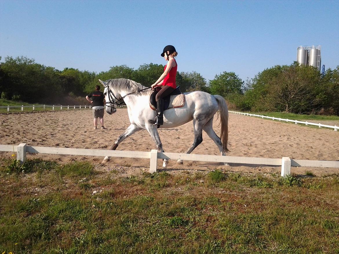 Hollandsk Sportspony V.P. Hestia billede 12