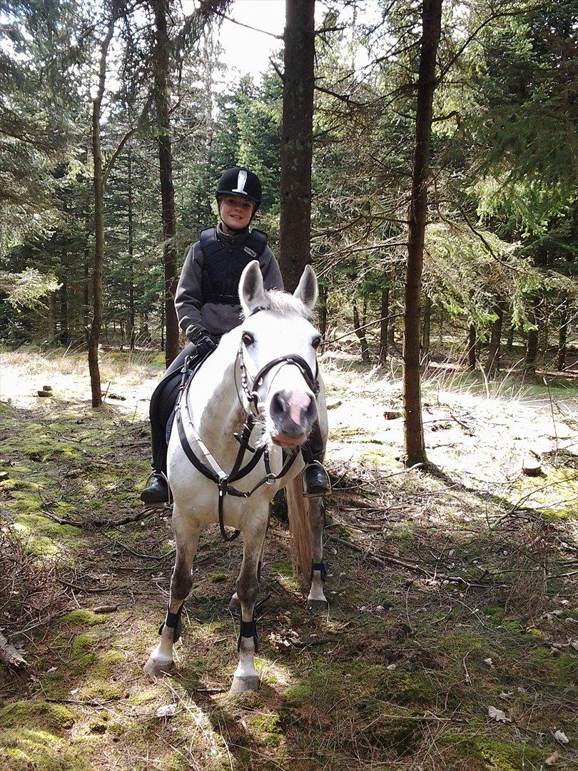 Hollandsk Sportspony V.P. Hestia billede 5