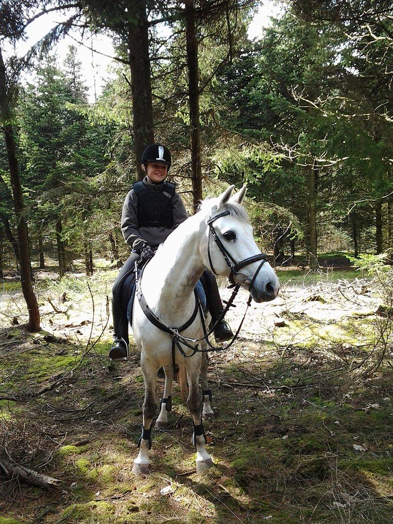 Hollandsk Sportspony V.P. Hestia - V.P. Hestia<3 billede 3