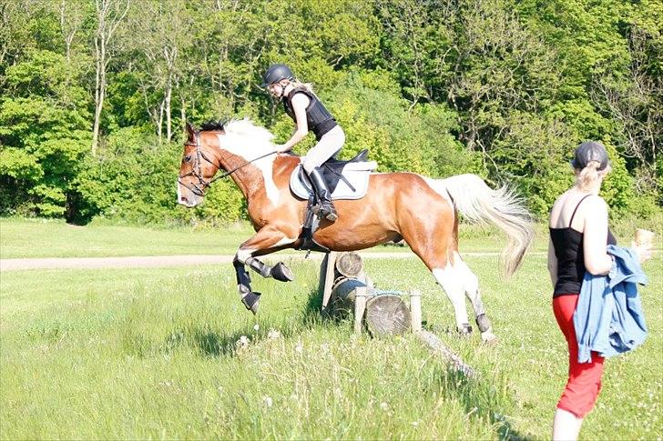 Pinto Vandlinggårds Heartbreaker billede 8