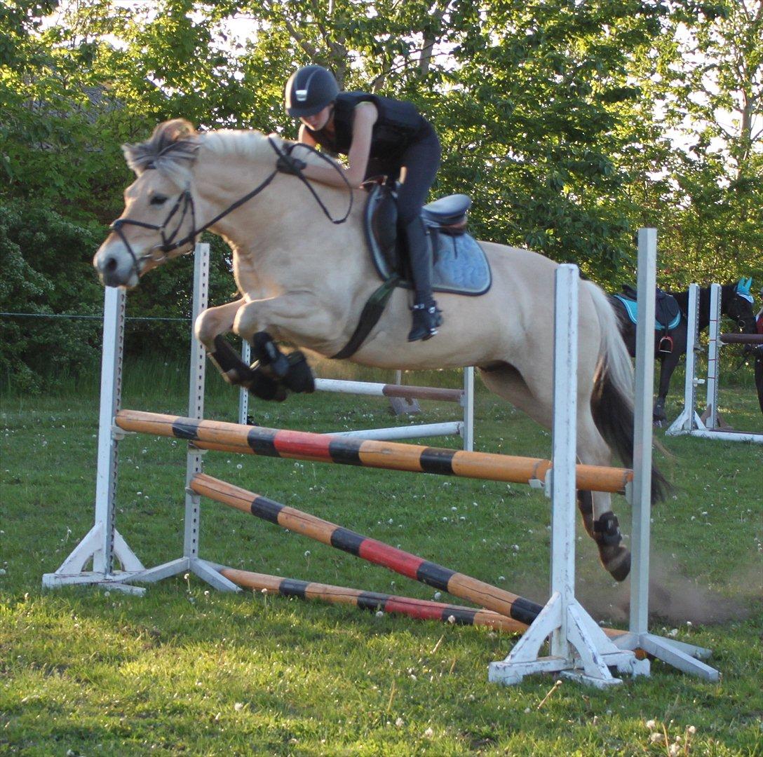 Fjordhest Neptun Skovå - Neptun i flyvende stil :) billede 1