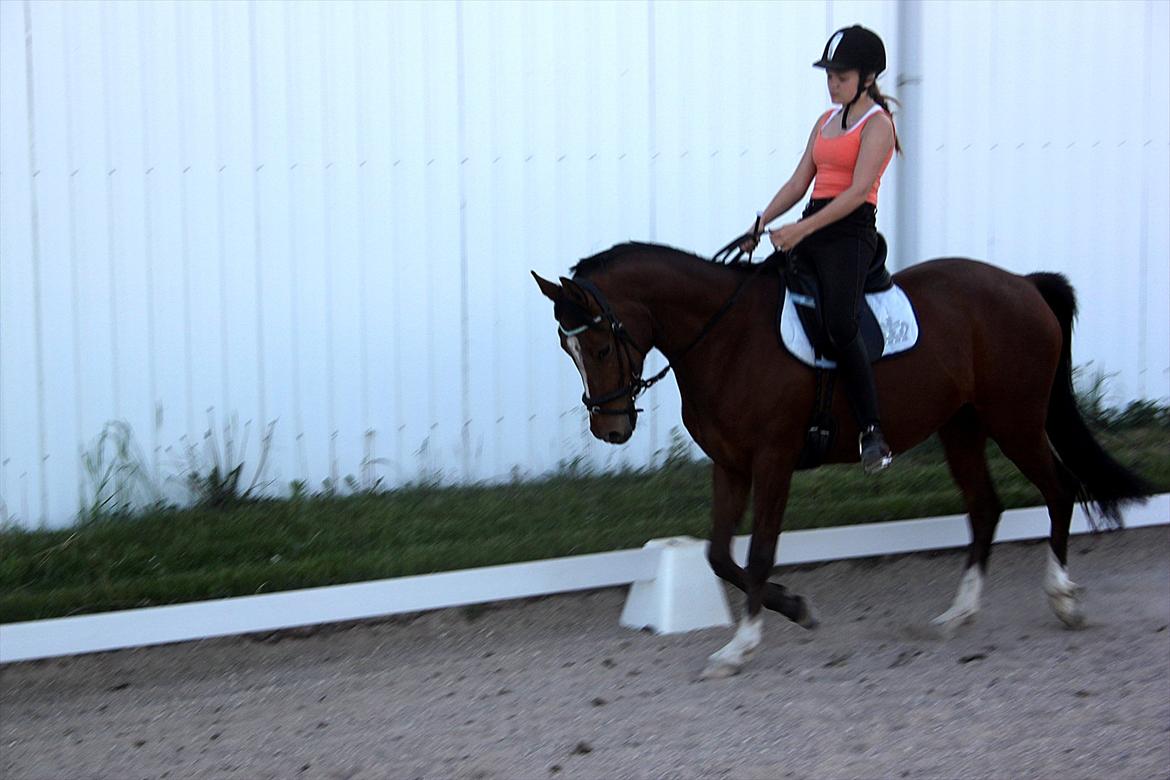 DSP Stald PR's Paula billede 4