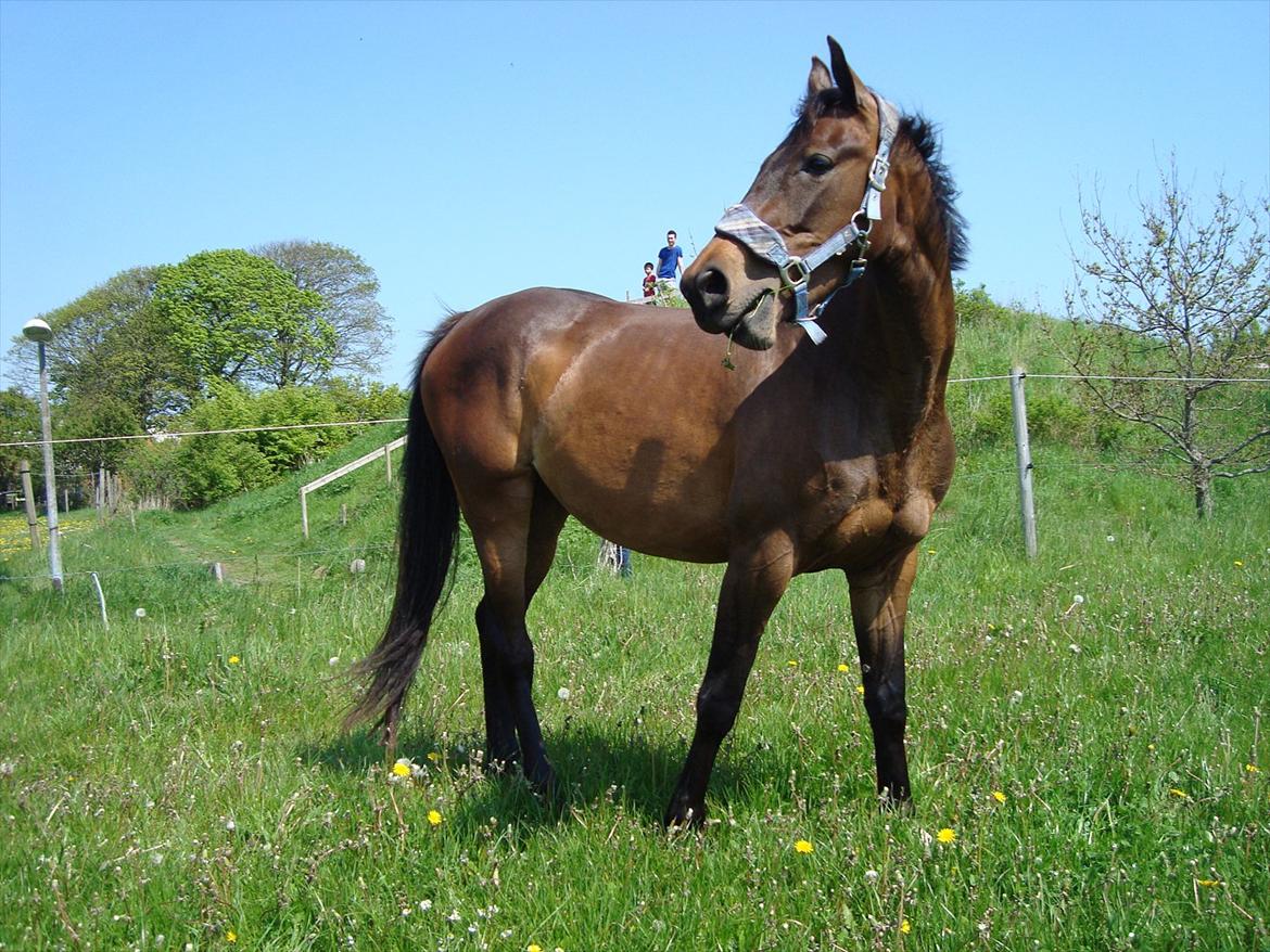 Dansk Varmblod Kornvang's Abildrose - sommergræs 22.Maj.2012. billede 15