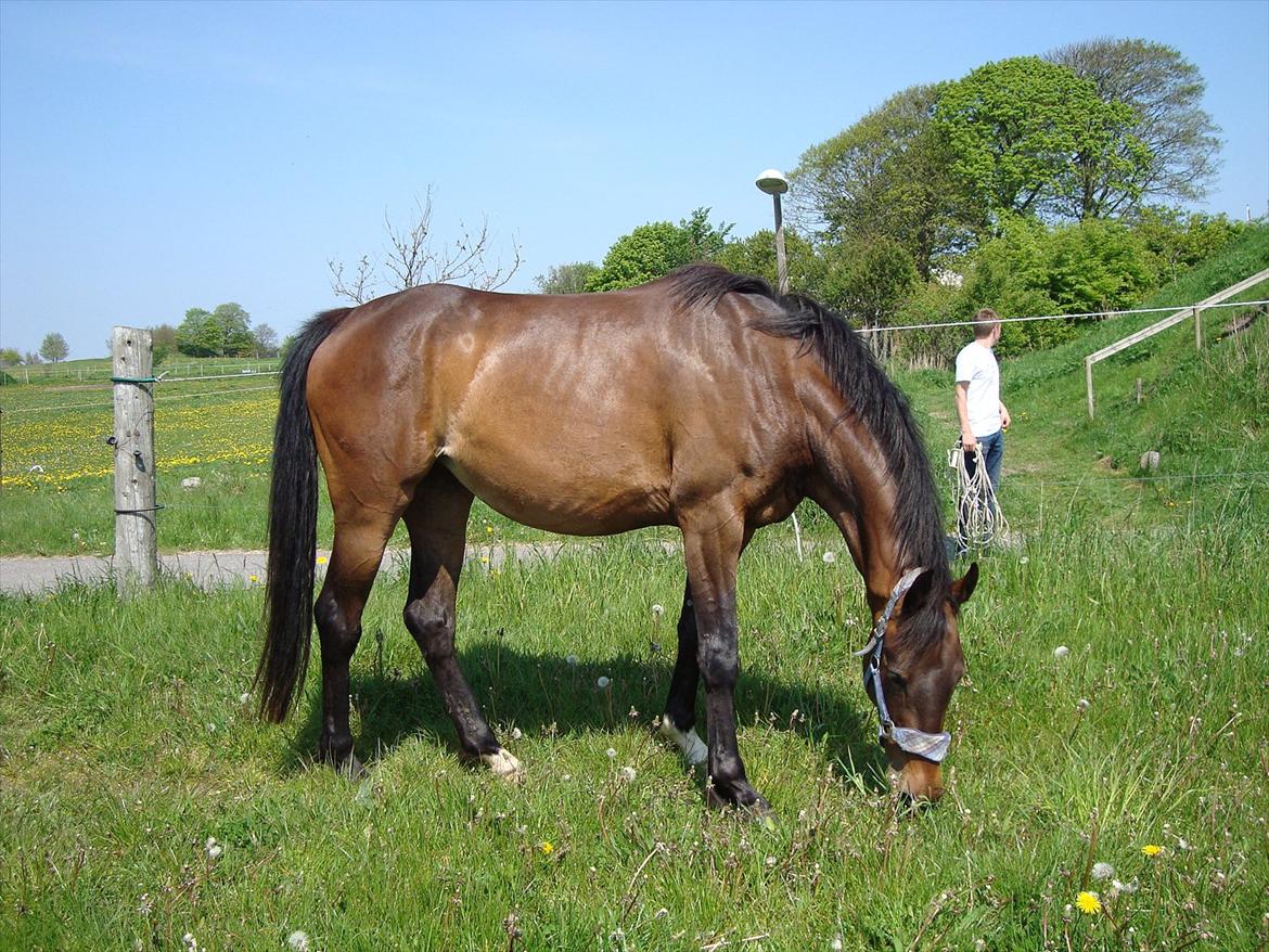 Dansk Varmblod Kornvang's Abildrose - Sommergræs 22.Maj.2012. billede 16