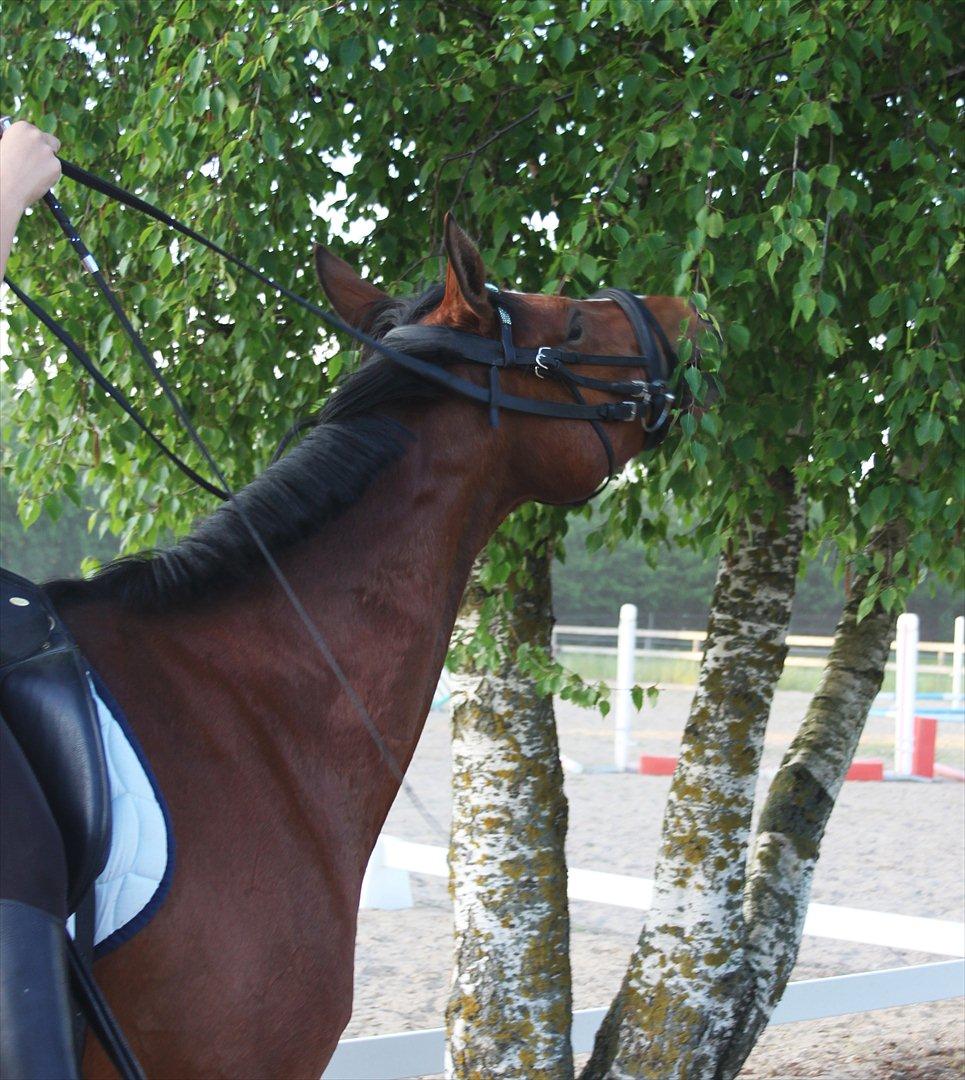 DSP Stald PR's Paula billede 12