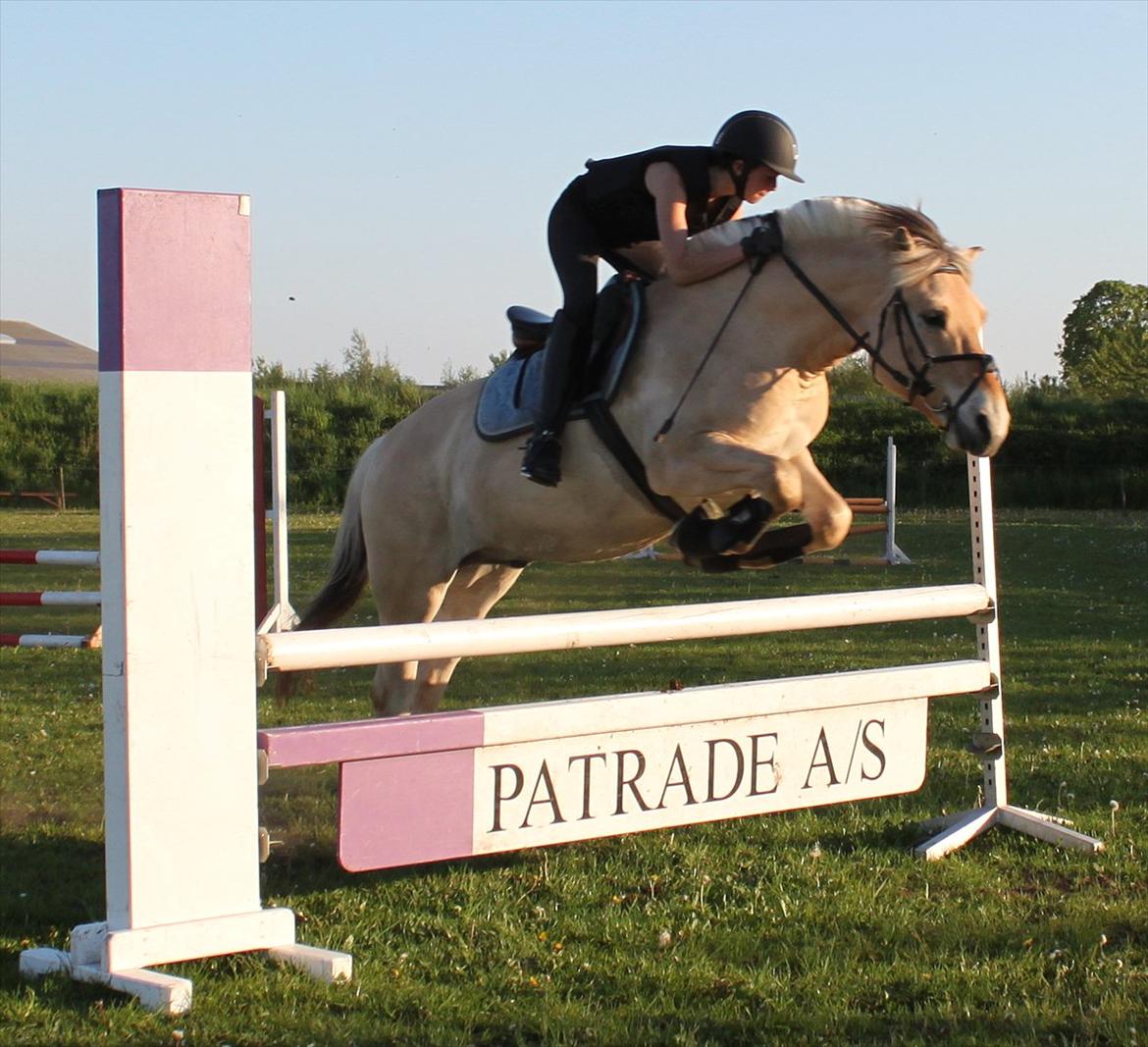 Fjordhest Neptun Skovå - Træning 24/5-12 billede 5