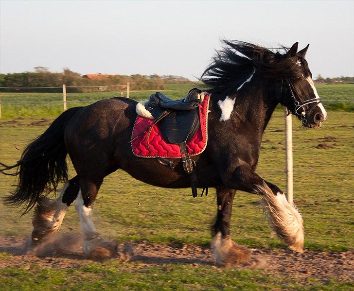 Irish Cob Pam ~ Prinsessen ~ - Vildhesten i fuld fart..!! :-D billede 7
