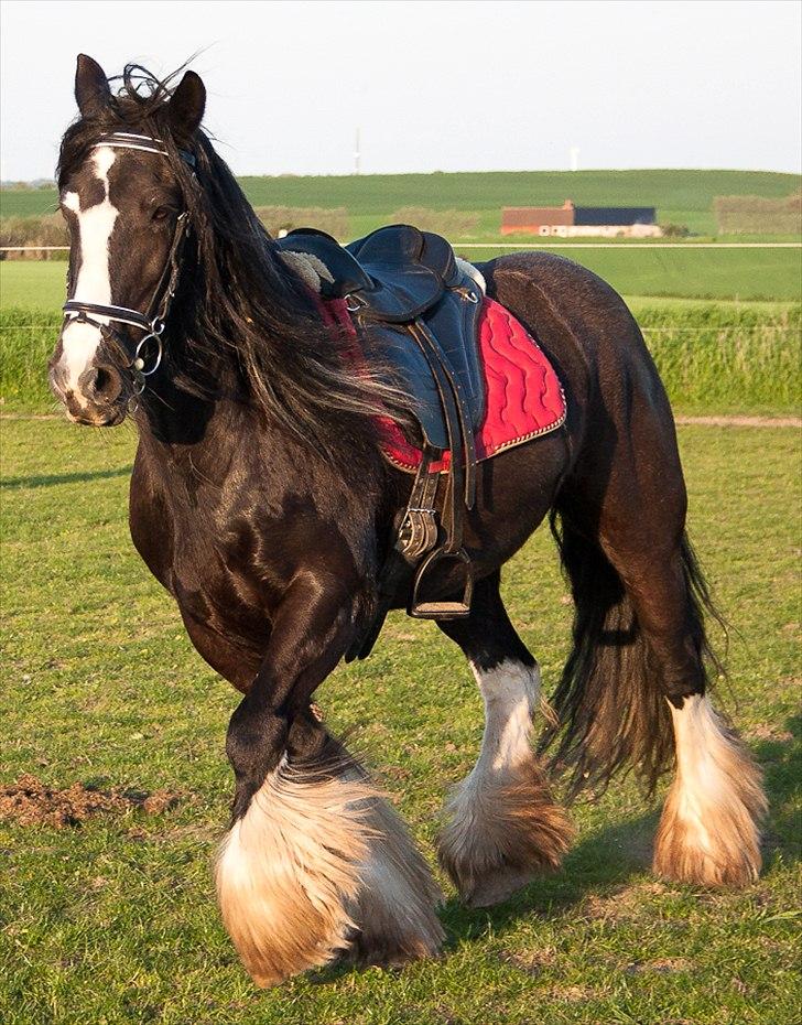 Irish Cob Pam ~ Prinsessen ~ - Massere garn og ny trense..!! Me like..!!  billede 4