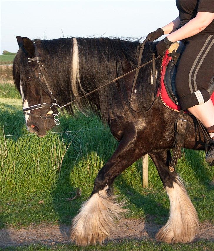 Irish Cob Pam ~ Prinsessen ~ -  ~ STRIBEN RULES...!! ~  billede 15