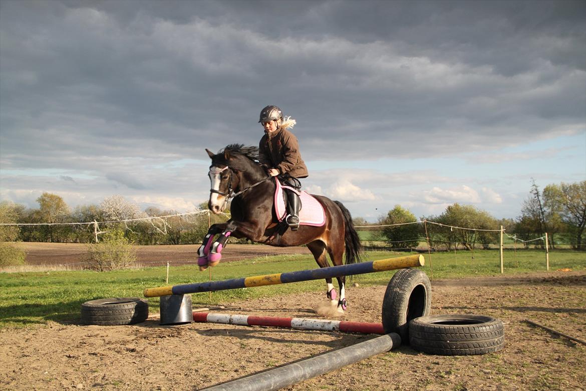 Welsh Pony (sec B) BAKKEGAADEN´S CHAPAIN - lidt spring træning. billede 16
