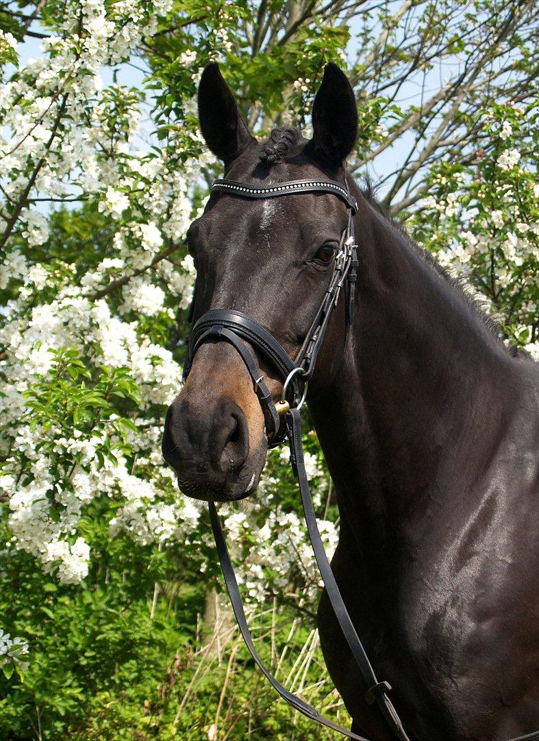 Dansk Varmblod Monique af Ommestrup - Monique af Ommestrup, min smukke hoppe <3 22. maj 2012 billede 20