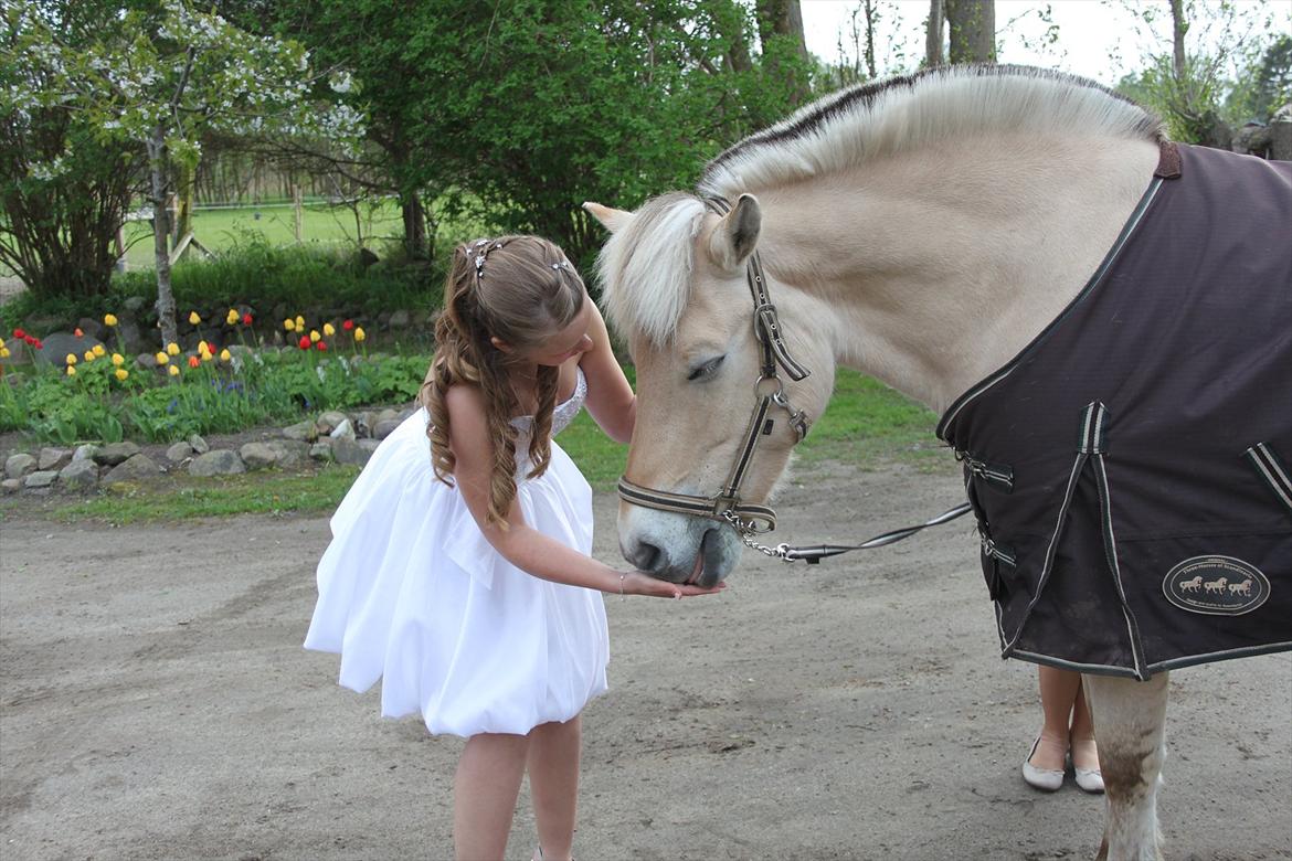Fjordhest Prins - Det er ikke svært at finde en, der kan få dig til at smile, og det er ikke svært at finde en, der kan få dig til at græde. Kunsten er at finde en, der kan få dig til at smile med tårer i øjnene ♥ billede 8