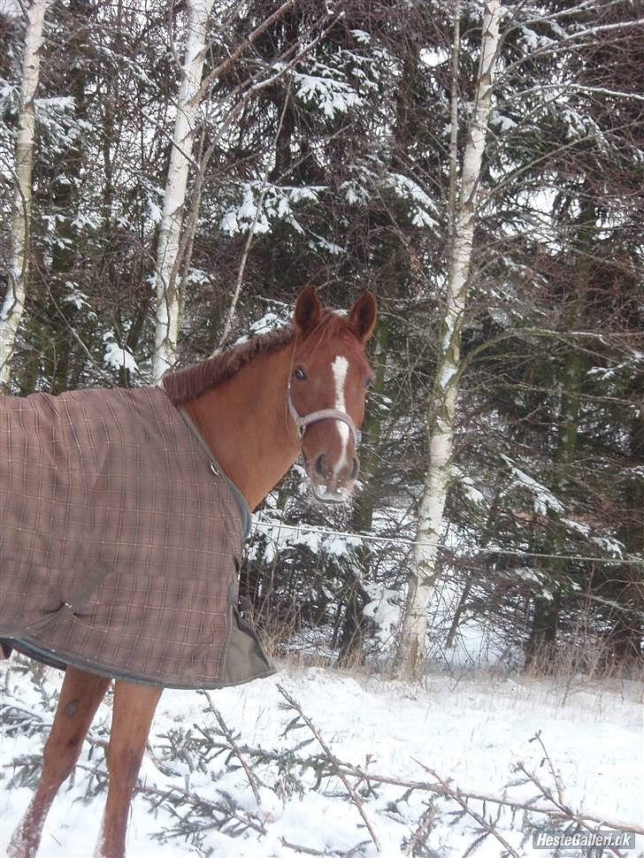 Anden særlig race Maybe xx Hibolis  - prinsessen nyder sneen billede 18