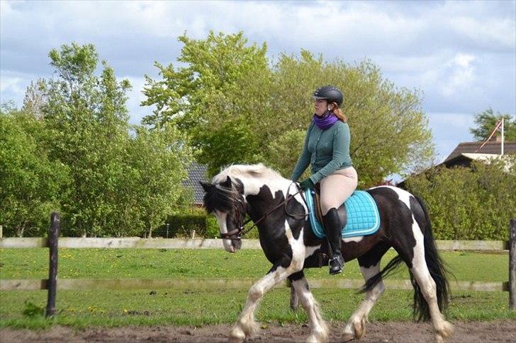 Anden særlig race Chess billede 10