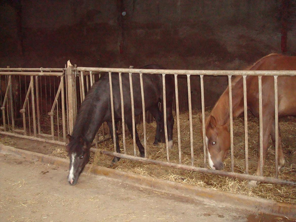 Anden særlig race Necupina (Pina) - Smukke Pina er blevet rigtig stor! 2 år! Foto: Mor billede 12