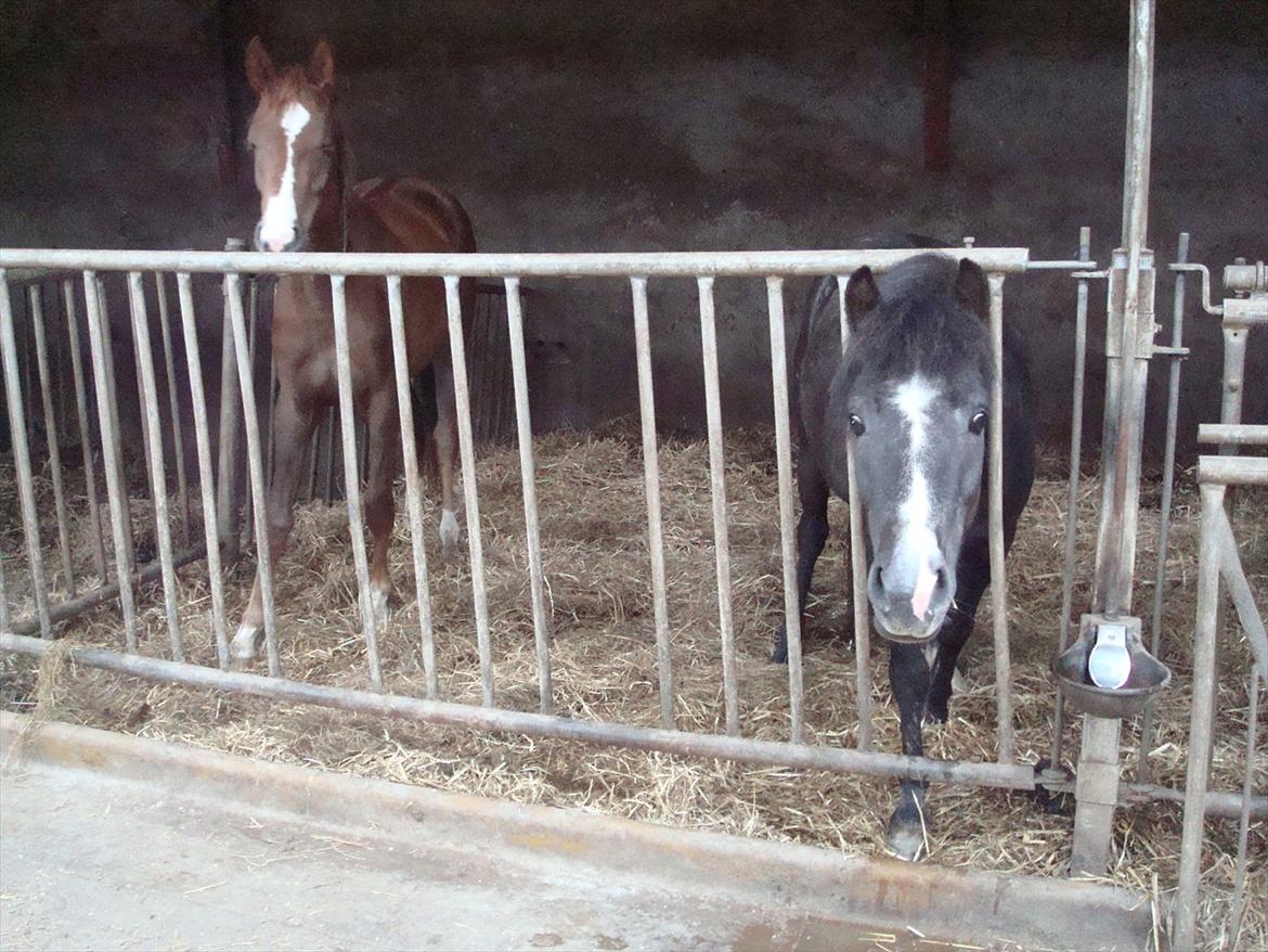 Anden særlig race Necupina (Pina) - Hva laver i?? Foto: Mor billede 13