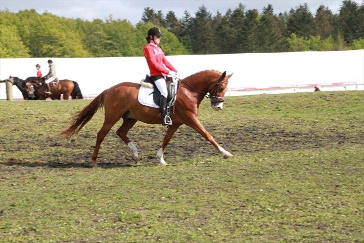 Hollandsk Sportspony Delmonte du Bois  B-pony billede 6